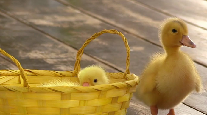 screenshot from Farm Fun video