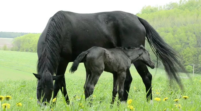 screenshot from Farm Fun video