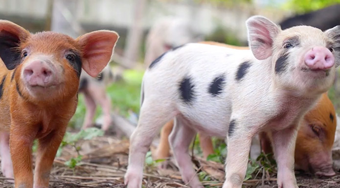 screenshot from Farm Fun video