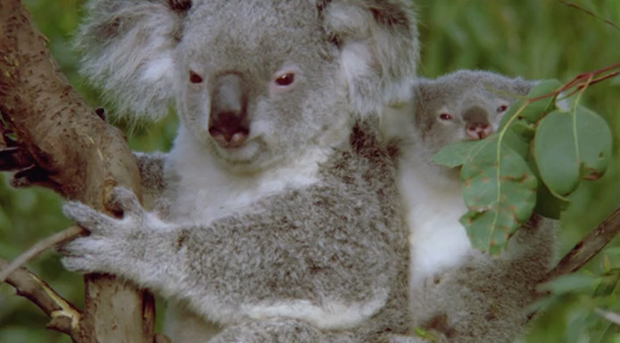 screenshot from Zoo Babies video