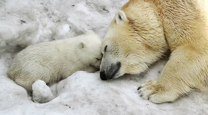 screenshot from Zoo Babies video